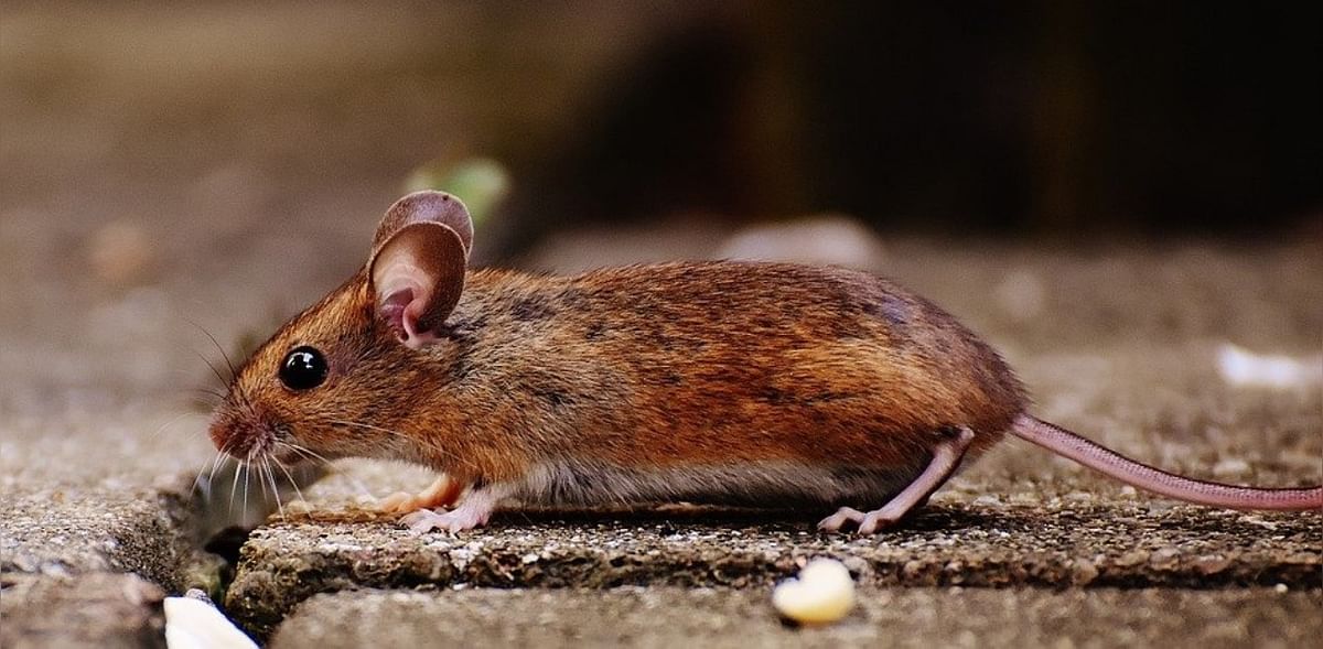 'Milestone' anti-ageing treatment restores sight in mice