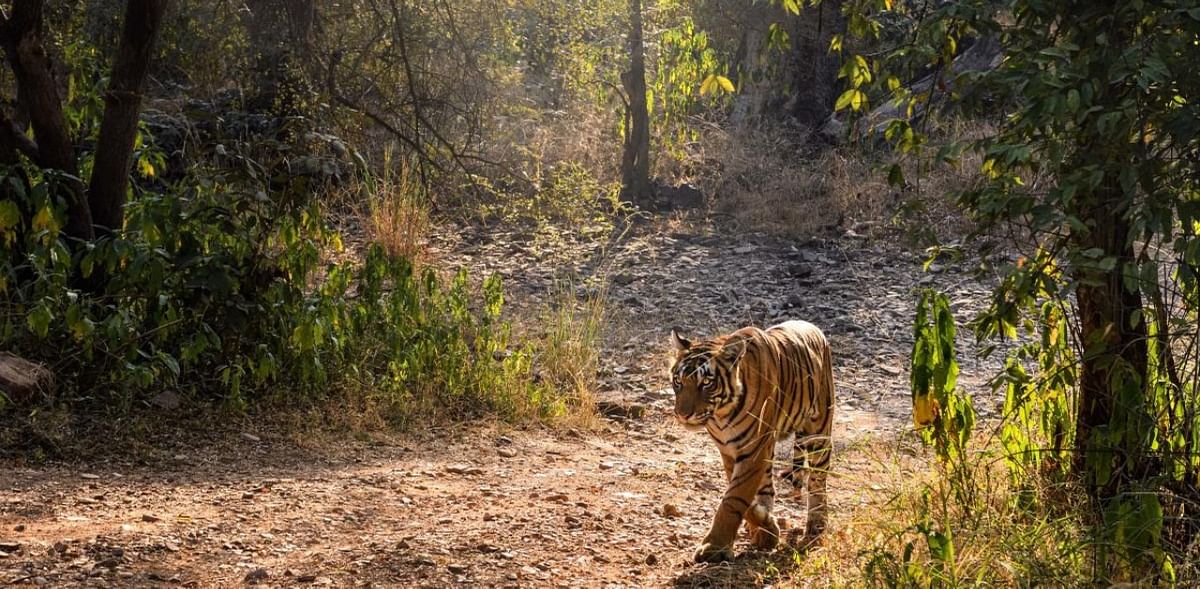 Red alert at all Rajasthan reserves, sanctuaries after tiger spotted with wire snare around neck