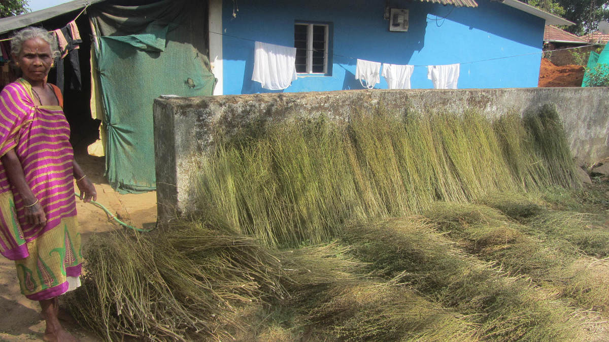 Broom makers in Balamuri see a bleak future