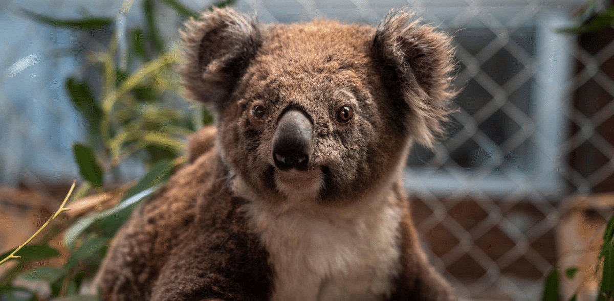 Australia gears up for the great koala count, using drones, droppings and dogs