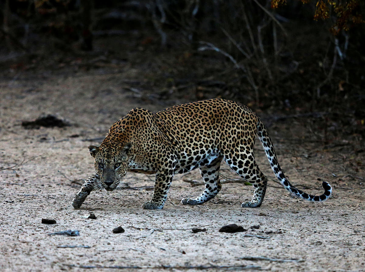 17 goats and sheep killed in suspected leopard attack in Bengaluru