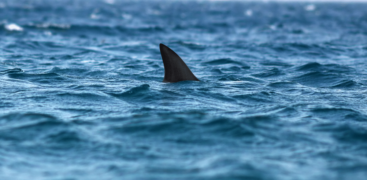 'Lost shark' possibly extinct, dolphin threatened: Red List