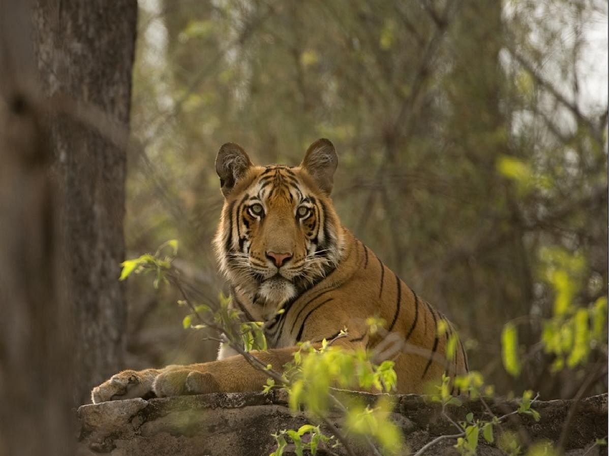 Saving tigers the Malnad way