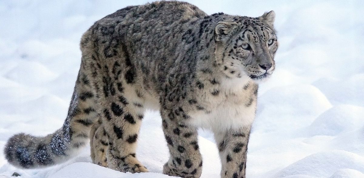 Snow leopards are the latest cats to be infected with the coronavirus
