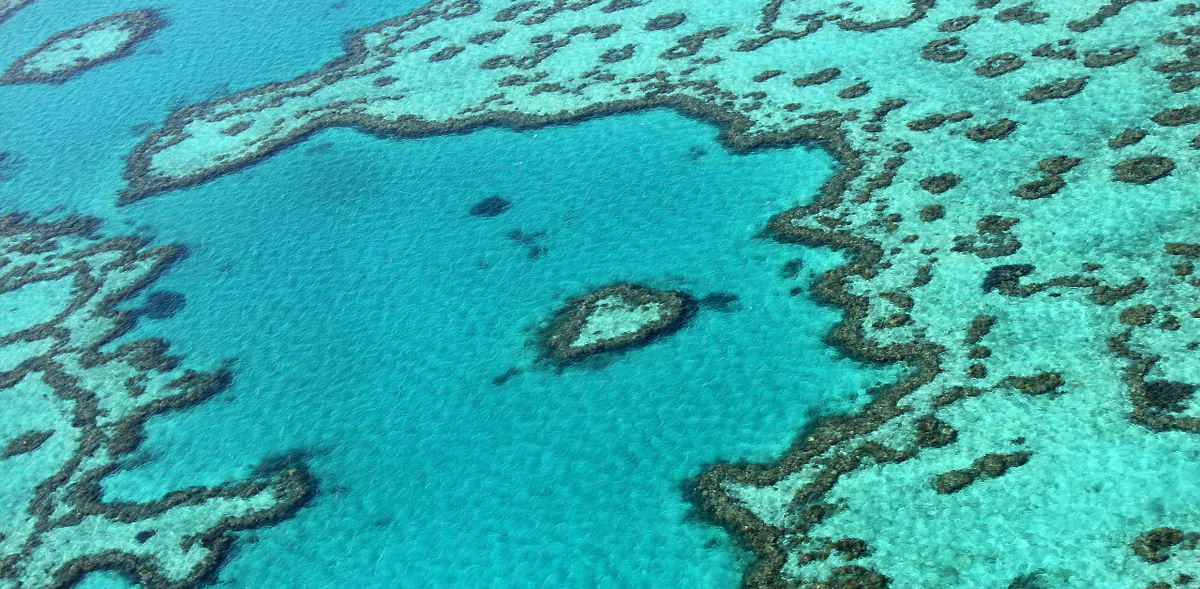 Coral IVF trial offers hope of renewal for Australia's Great Barrier Reef