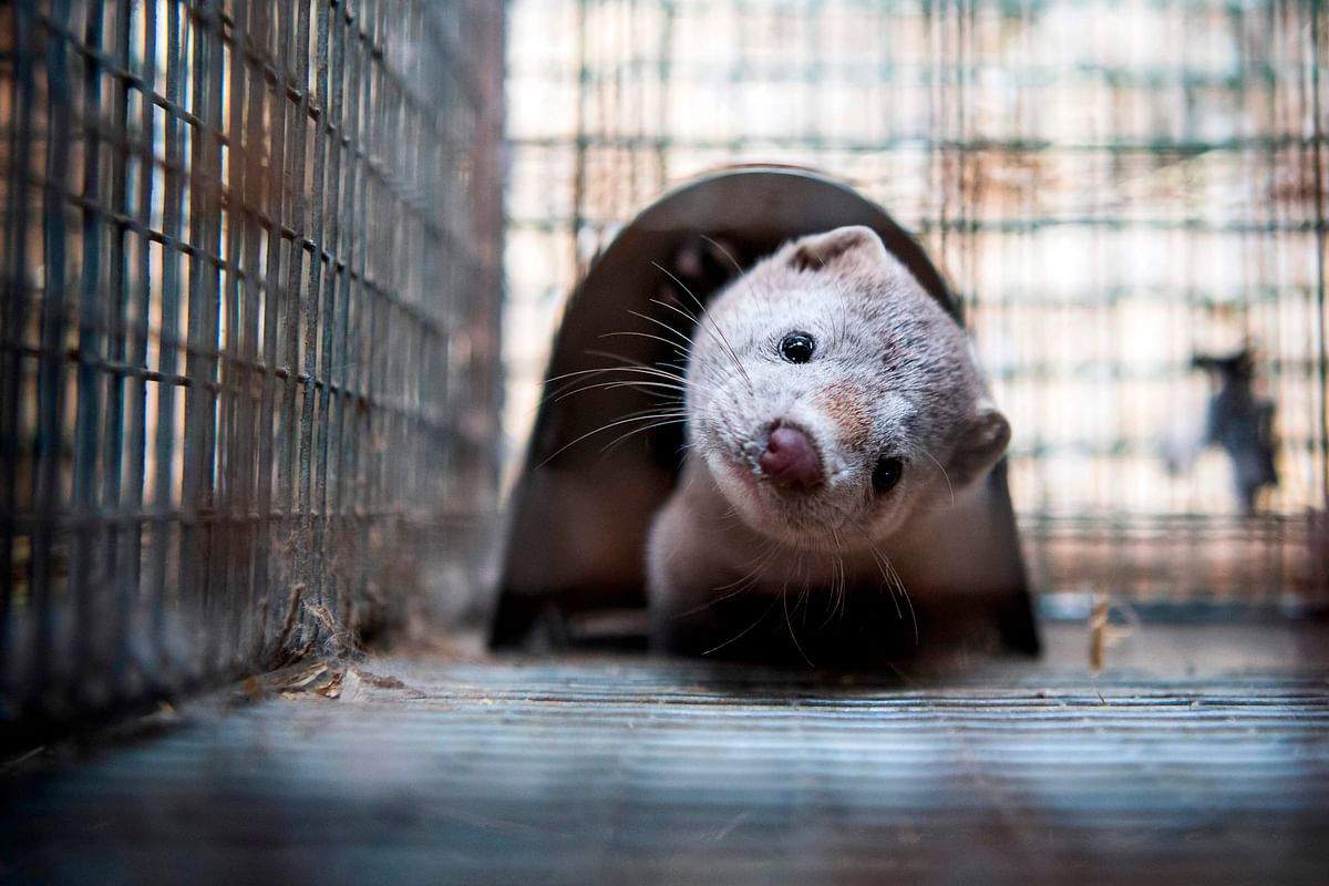 US finds first case of coronavirus in wild animal, a Utah mink
