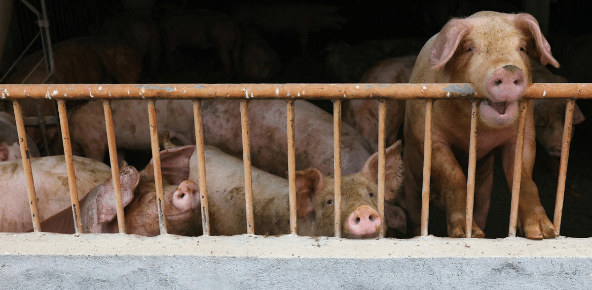 FDA approves genetically modified pig for medicine, human consumption 
