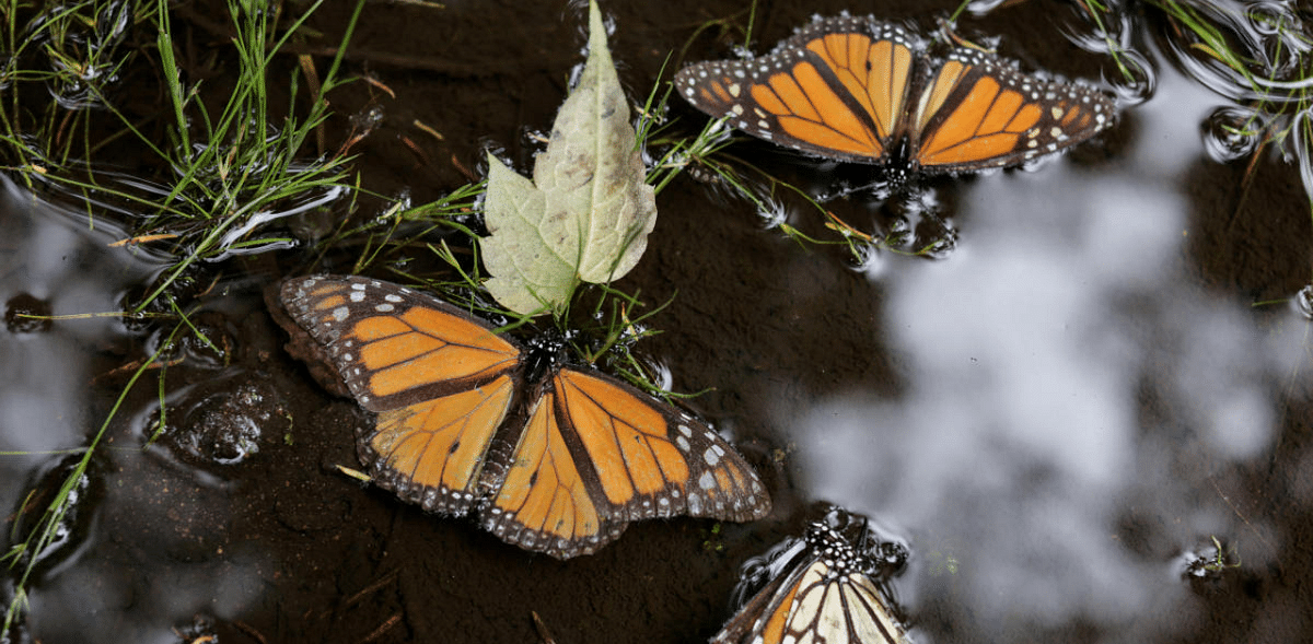 Despite 'endangered' tag, Monarch butterflies in US will not receive federal protection