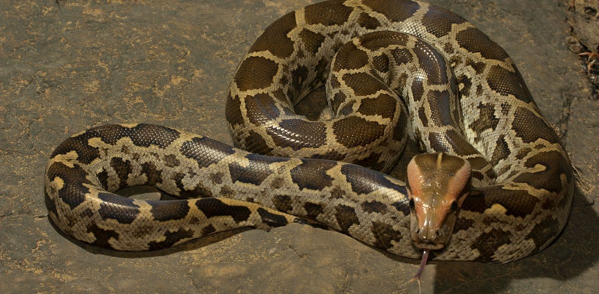 Villagers perform 'last rites' to python killed in road accident in Tamil Nadu