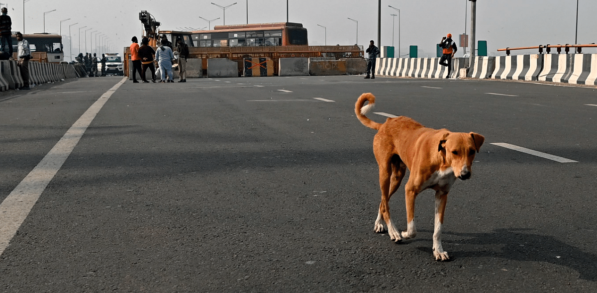 Crematorium for dogs in South Delhi: Priest to perform rituals; ashes to be stored for 15 days