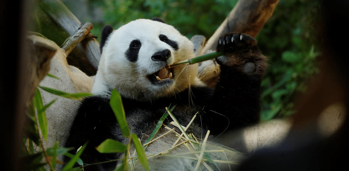 World's oldest panda in captivity dies in China