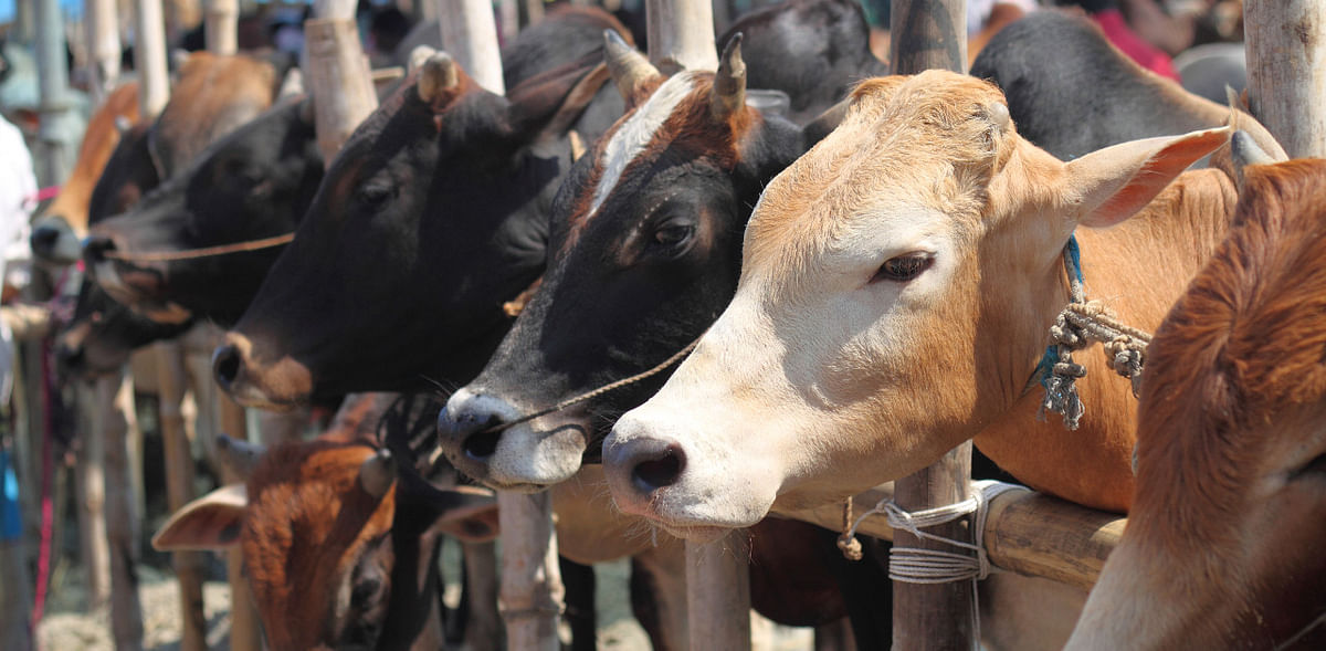 Cattle Bill may give leather sector a hiding