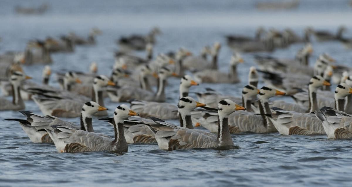 Water bodies turn hot spots with bar-headed geese