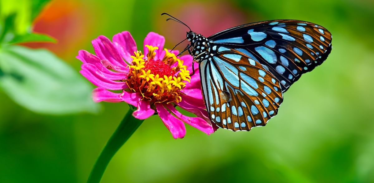 India's first pollinator park comes up in Uttarakhand's Haldwani
