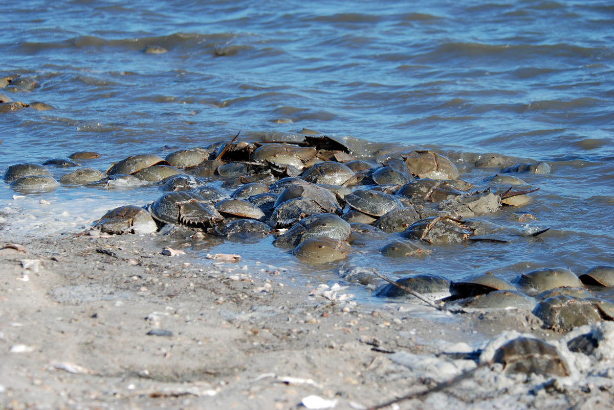 It is time to thank the horseshoe crabs for our medical safety