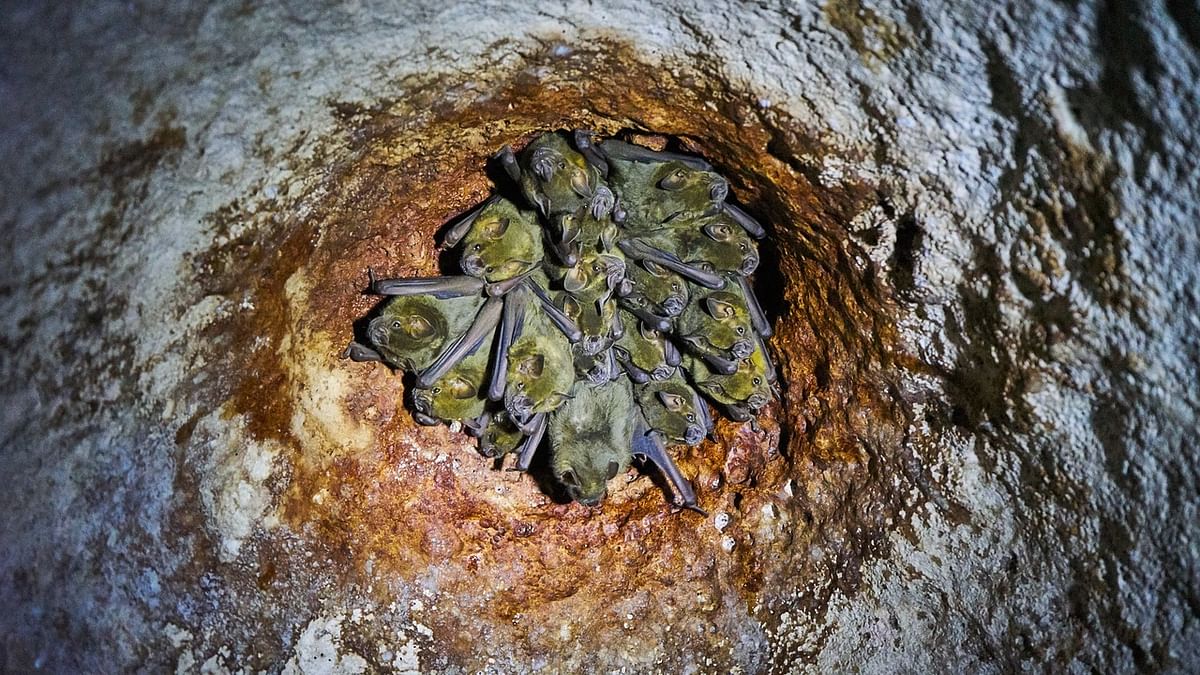 China suppresses hunt for Covid-19 origins in bat caves