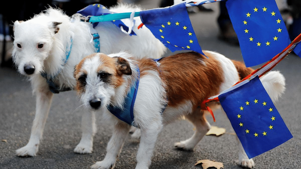 Brexit poses pet travel conundrum for Britons