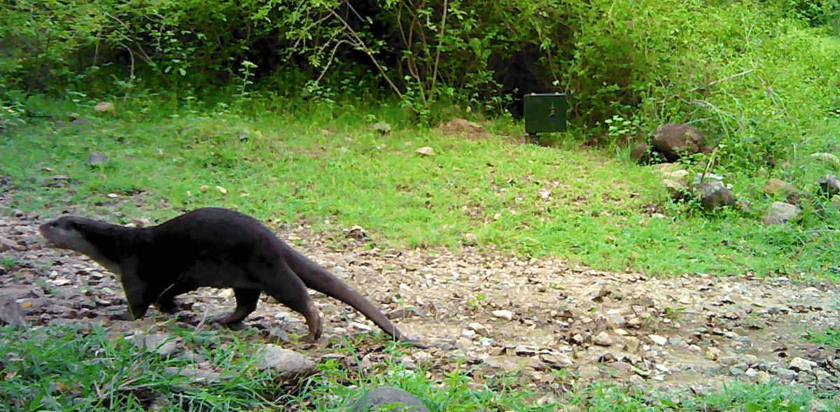 Otters spotted in backwaters at Moodlakatte