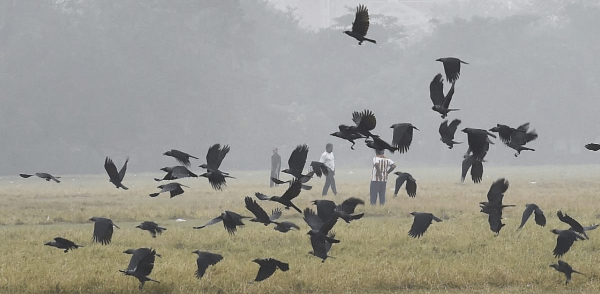 155 dead crows detected with bird flu in Madhya Pradesh Indore