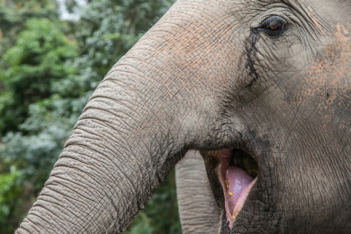 20-year-old elephant found electrocuted near paddy field in Coimbatore