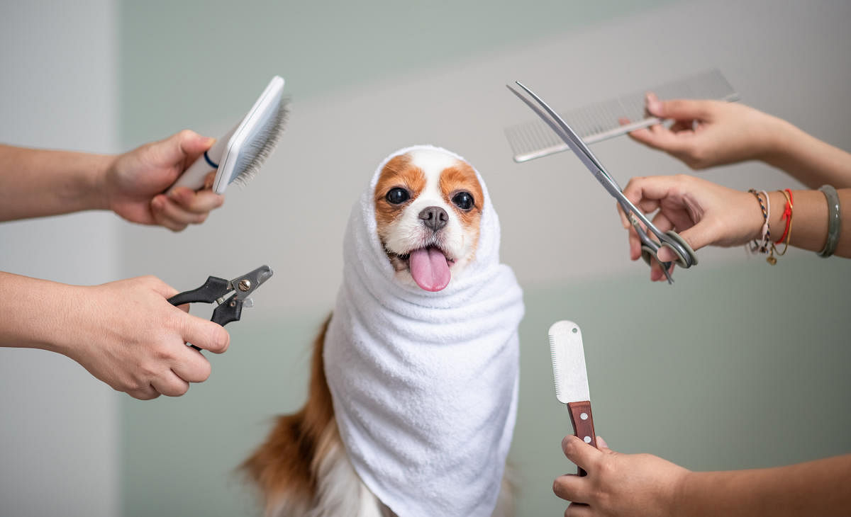 Why you should consider a career in pet care