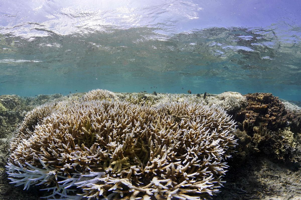 Corals are being cooked: A third of Taiwan's reefs are dying