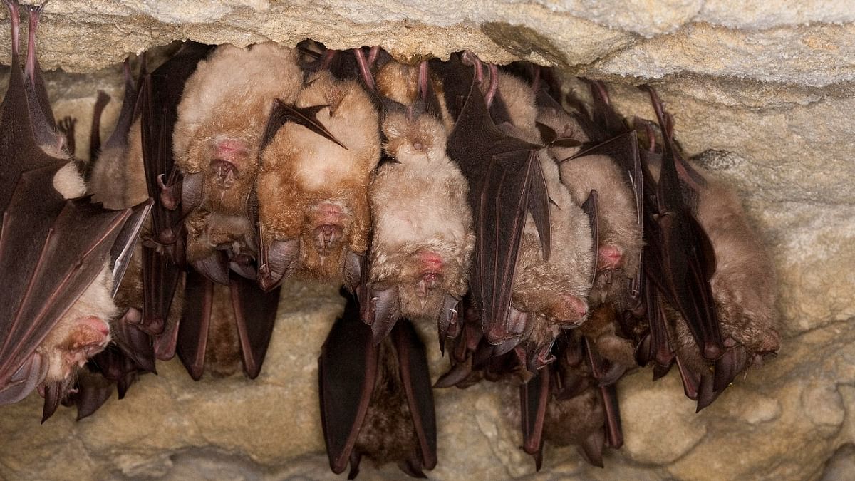 A popular hangout for bats, tourists and now, Covid sleuths