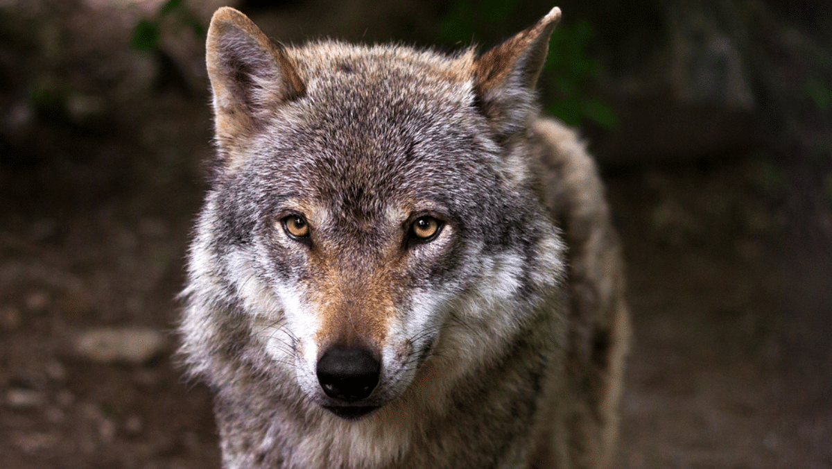 Wildlife Board approves Karnataka's first wolf sanctuary