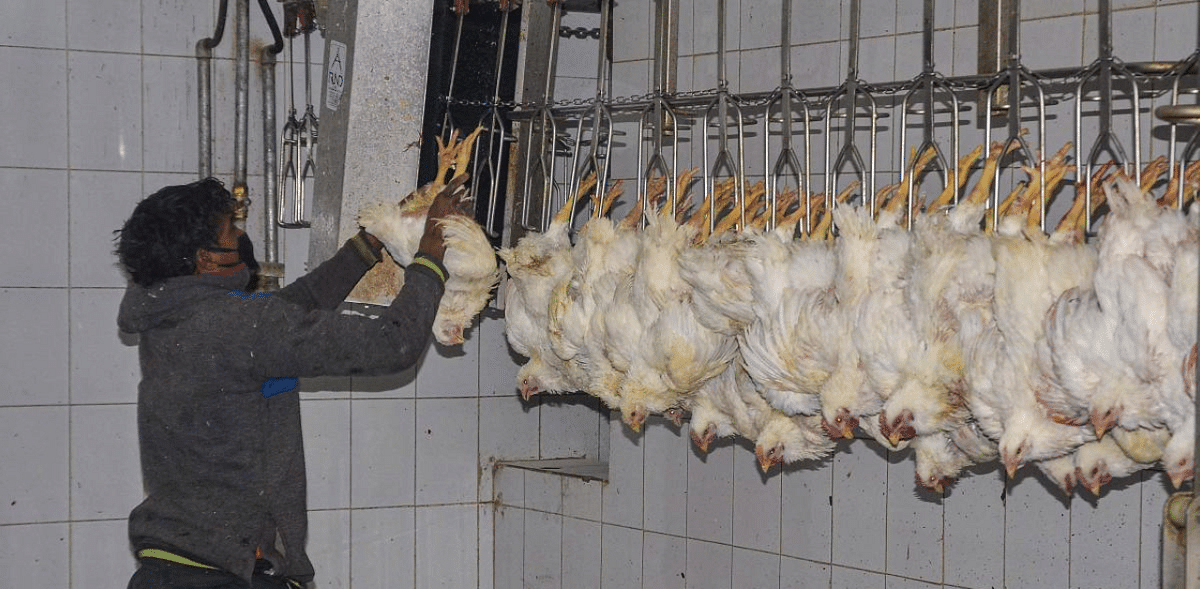 Bird flu: FSSAI advises consumers not to eat undercooked chicken; says no need to panic