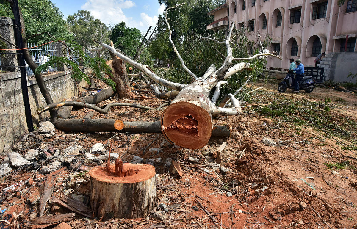Trees axed on Bannerghatta Road to make way for the metro work on Wednesday. DH photo/Irshad Mahammad