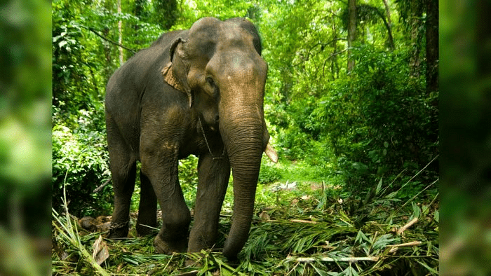 Woman's death in elephant attack:Kerala village panchayat orders closure of resorts under its jurisdiction