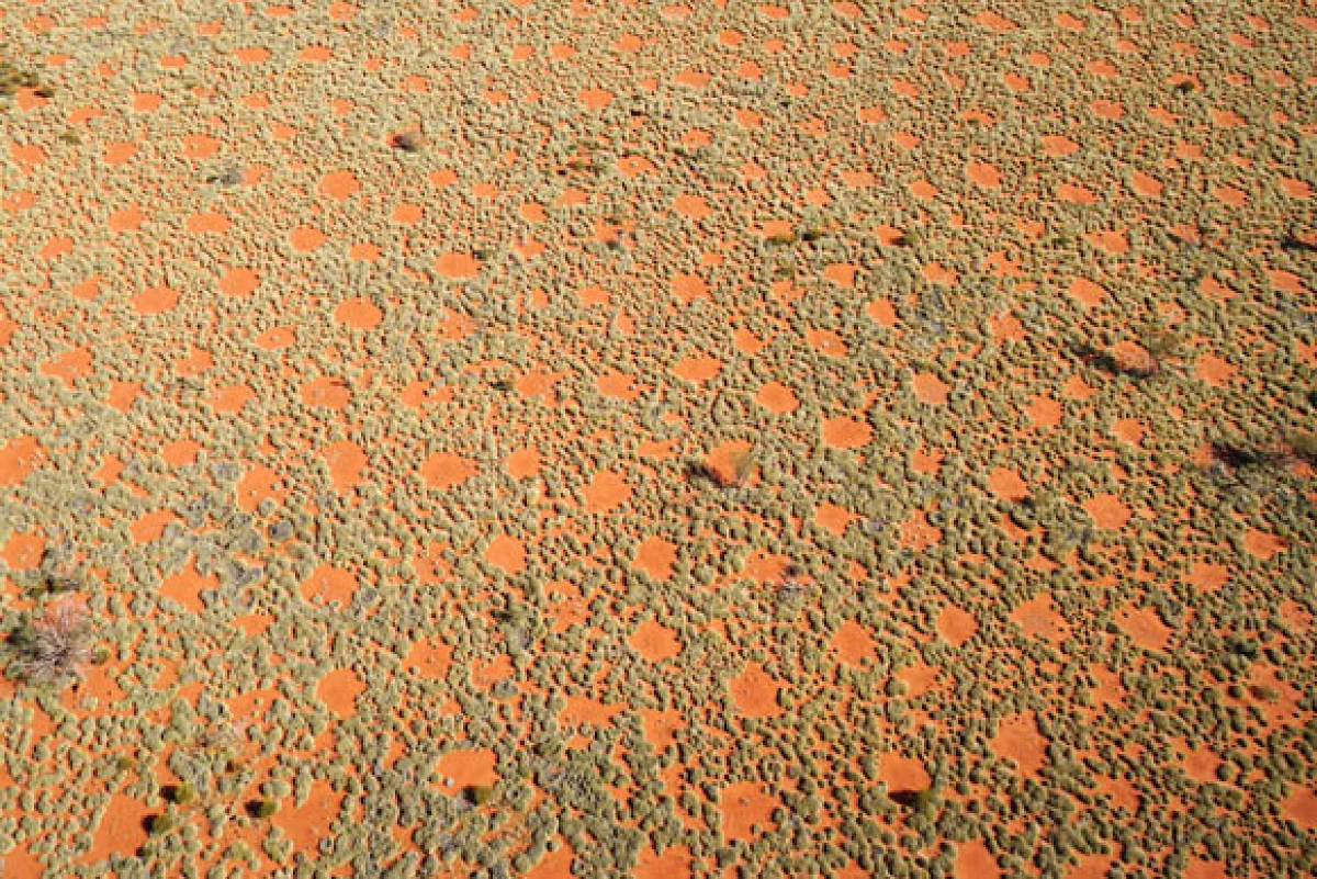 The enigma behind Fairy Circles 