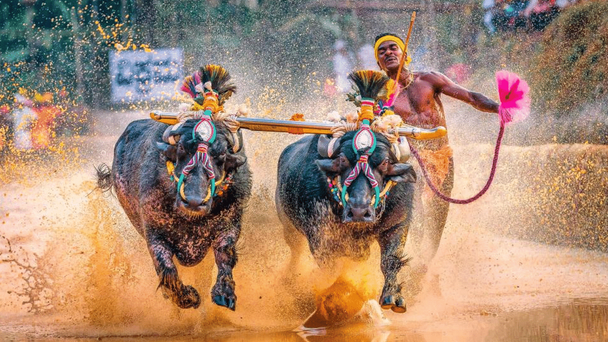 Kambala to be held from Jan 30 amid Covid restrictions