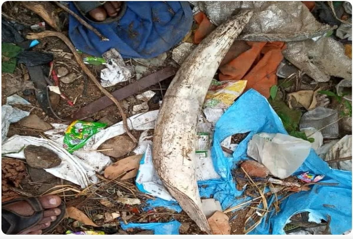 Kids find jumbo tusk thrown in trash