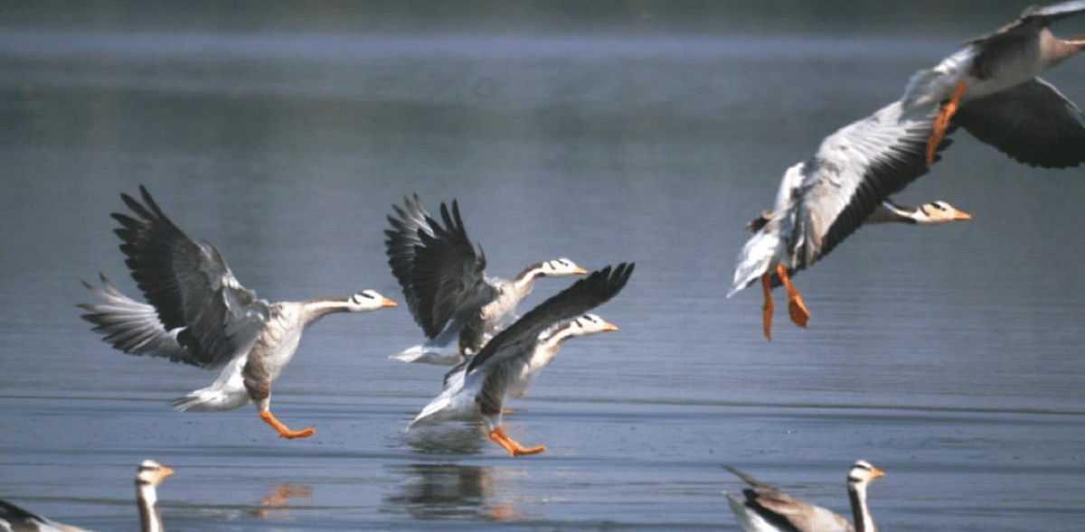 Bird census to be held at Bandipur from Feb 5-7