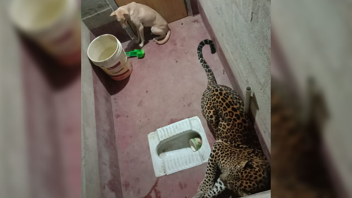 Kadaba taluk: Leopard, dog locked in toilet at Kaikamba of Bilinele