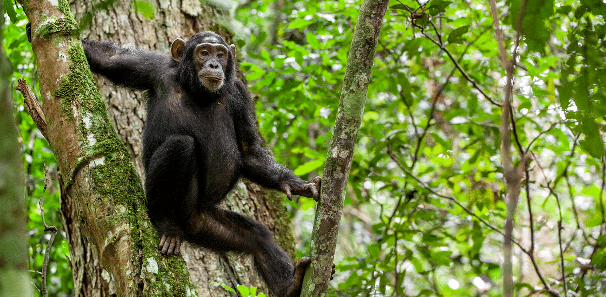 A mysterious, lethal chimp disease Is linked to a human illness