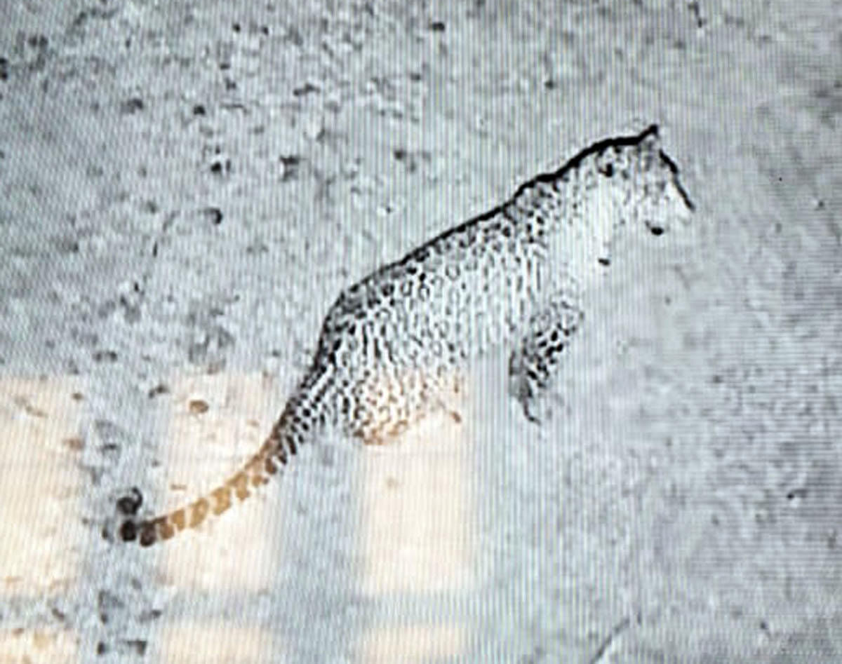 Leopard spotted at KRS Brindavan Gardens