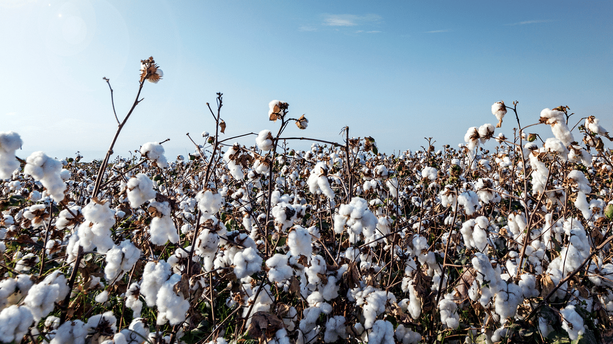Customs duty on cotton: Prices of garments, made-ups to rise