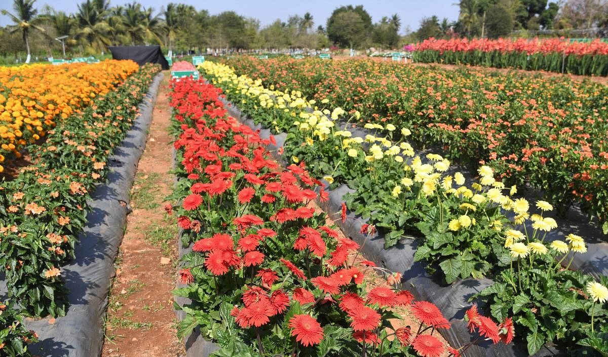 Scientists show flower power with desi varieties
