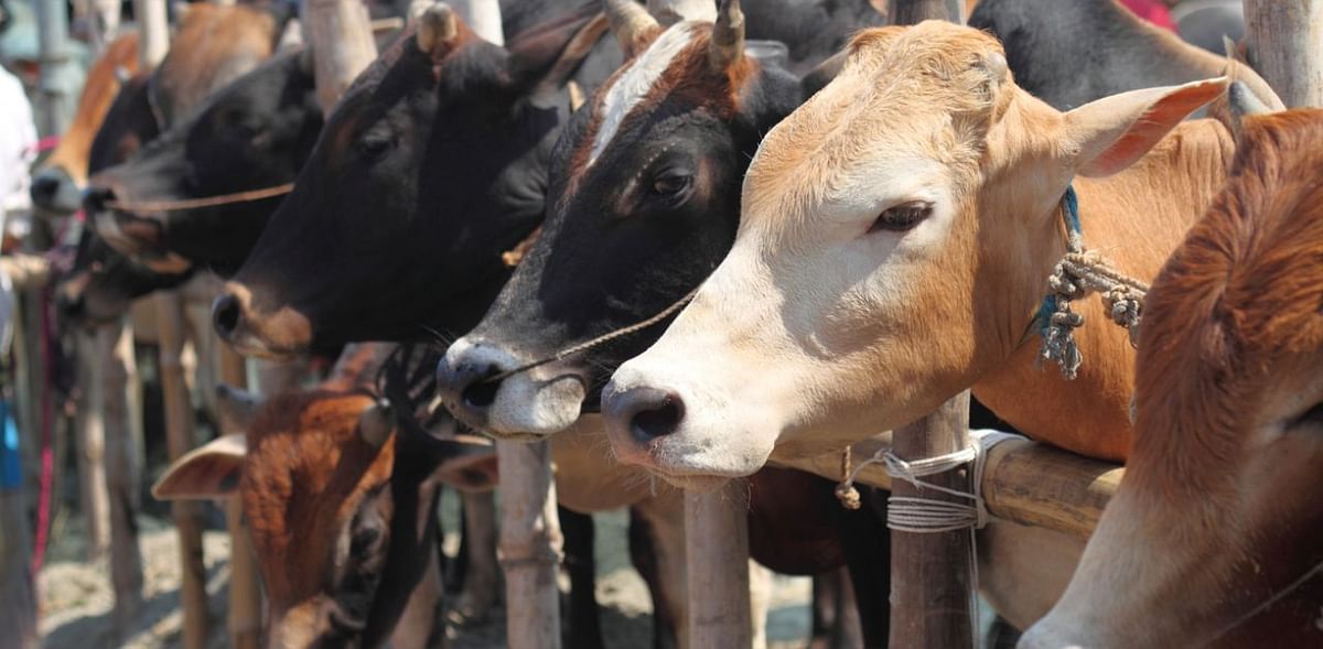 Karnataka Legislative Council passes anti-cow slaughter Bill amid protests by Congress, JD(S) leaders