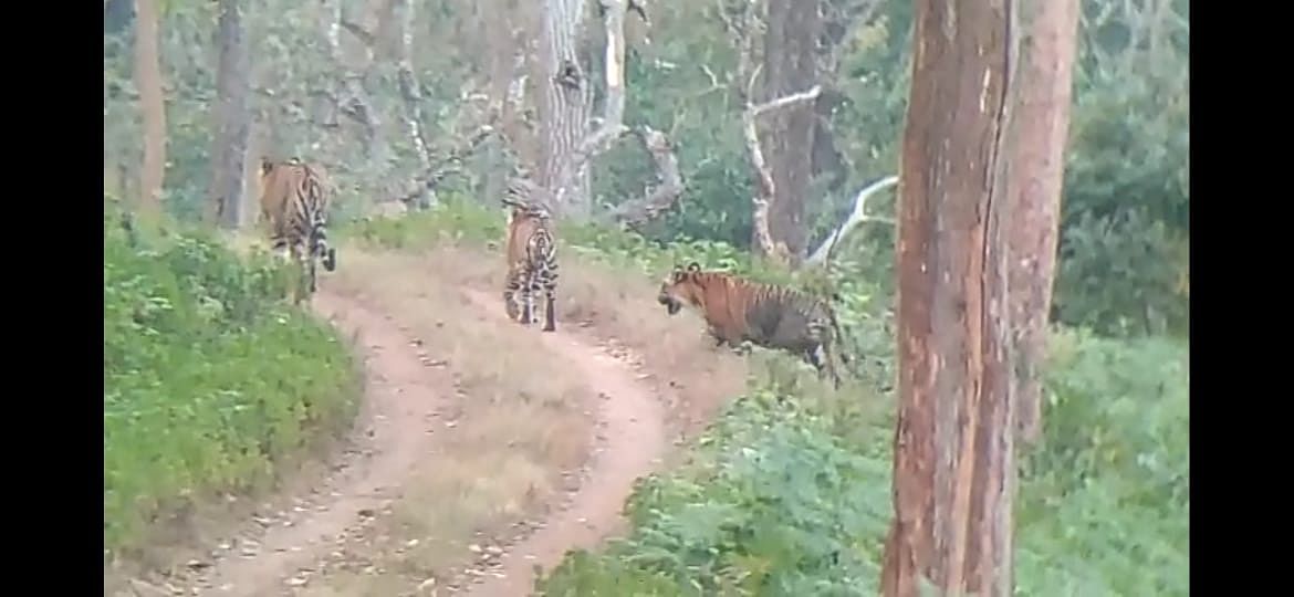 Three tigers sighted at K Gudi safari range