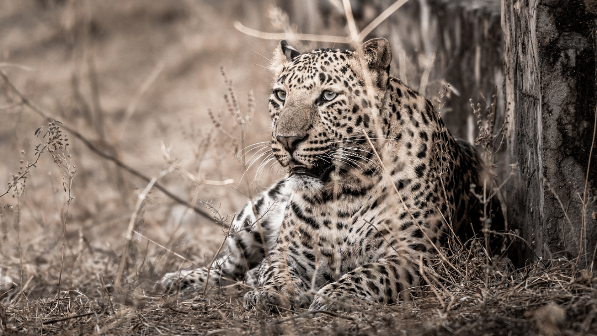 Conservation of India’s five big cats