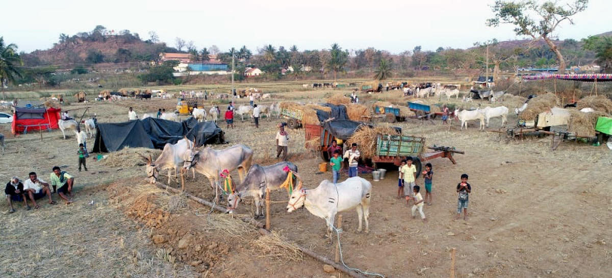 Anti-cow slaughter Bill: Cattle fairs in Mysuru region loses sheen