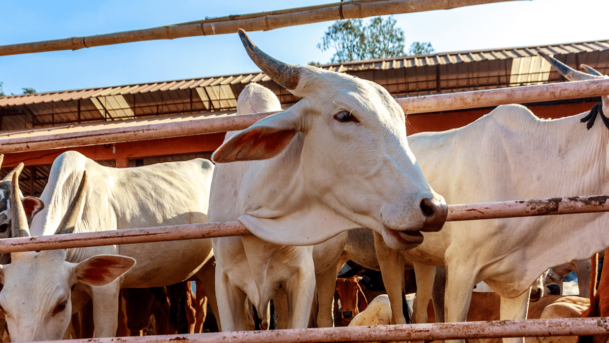 Livestock got sub-standard vaccines, admits Karnataka govt