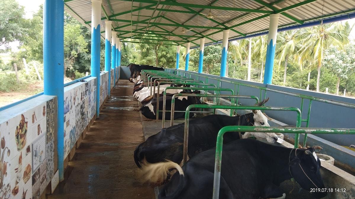 After slaughter ban, Karnataka govt mulls more cash for cattle sheds