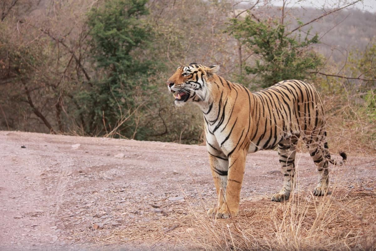 Some Indian tigers are inbred: Study
