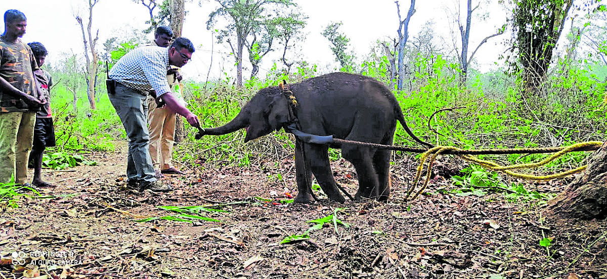 Forest dept officials rescue elephant calf