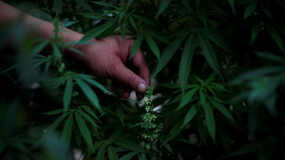 German cabinet okays landmark bill over legal cannabis use