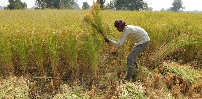 India expected to harvest record wheat, rice crops this year